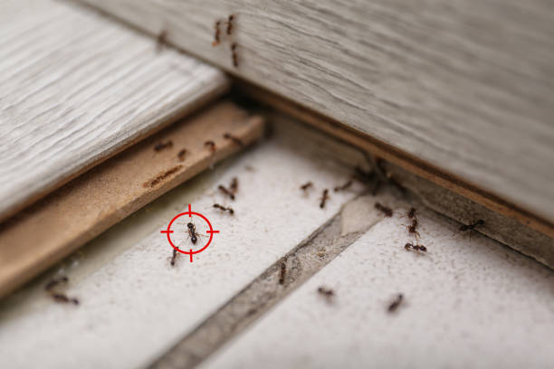 Best Mosquito Control Services  in North Yelm, WA